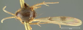 Media type: image;   Entomology 1185 Aspect: habitus dorsal view